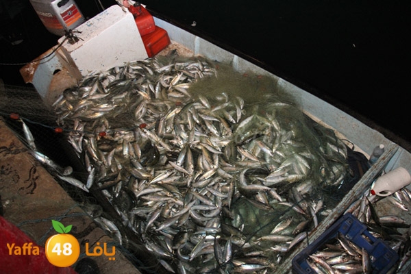 fishes in jaffa 0107 (15).JPG